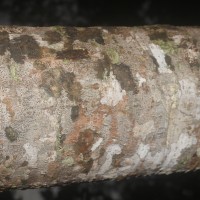 Phyllanthus acidus (L.) Skeels